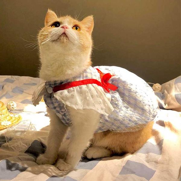 cat costumes summer dress for cats ribbon bow princess pet clothes katten gotas dresses pets clothing puppy mascotas ubrania dla kota
cat costumes summer dress for cats ribbon bow princess pet clothes katten gotas dresses pets clothing puppy mascotas ubrania dla kota
