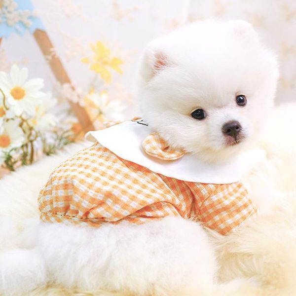 dog apparel summer cat shirt puppy yorkshire yorkie costume small clothes t-shirt pomeranian poodle bichon schnauzer pet outfit coat 
dog apparel summer cat shirt puppy yorkshire yorkie costume small clothes t-shirt pomeranian poodle bichon schnauzer pet outfit coat