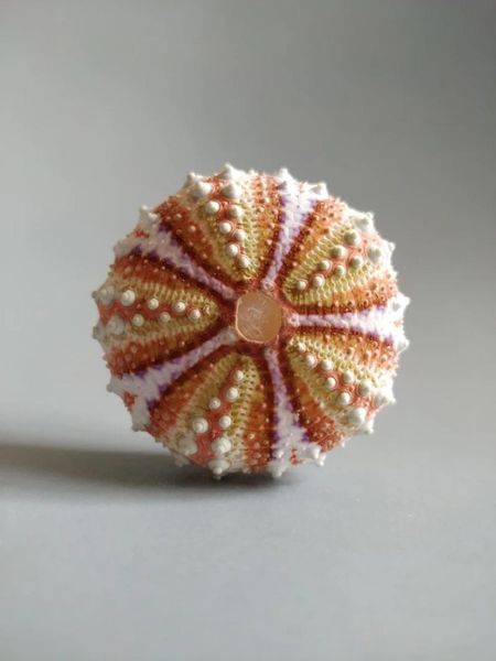 novelty items natural selection of the collection rare collections sea urchin shells
novelty items natural selection of the collection rare collections sea urchin shells