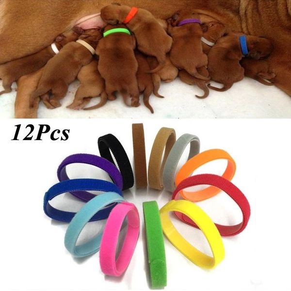 dog collars & leashes promotional 12pcs/set pet cat identification collar adjustable neck strap for dogs cats puppy accessories
dog collars & leashes promotional 12pcs/set pet cat identification collar adjustable neck strap for dogs cats puppy accessories