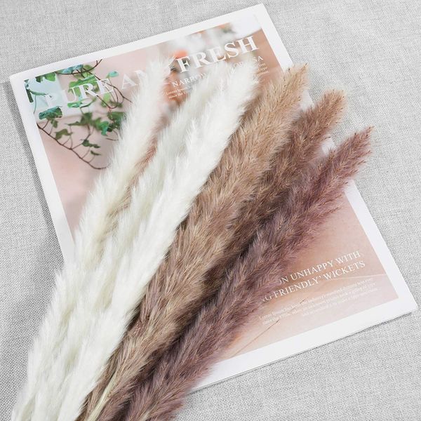 30pcs natural plants dry bulrush pampas grass wedding flower grass decoration dekoration small reed lagurus ovatus pampas fleur
30pcs natural plants dry bulrush pampas grass wedding flower grass decoration dekoration small reed lagurus ovatus pampas fleur