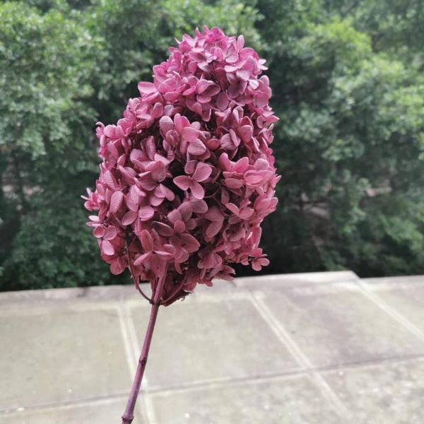 15-18cm head,preserved real hydrangea with stem,nature eternelle display flowers for wedding party home decoration accessories decorative &
15-18cm head,preserved real hydrangea with stem,nature eternelle display flowers for wedding party home decoration accessories decorative &