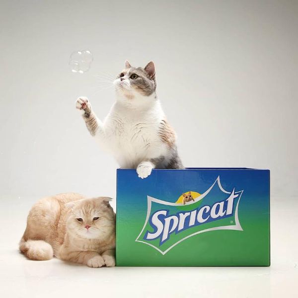 style corrugated paper cat litter carton box house sofa claw grinder sleeping pet bed puppy spricat catnel beds & furniture
style corrugated paper cat litter carton box house sofa claw grinder sleeping pet bed puppy spricat catnel beds & furniture