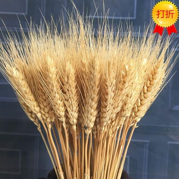 decorative flowers & wreaths 50pcs/lot wheat autumn decoration pampas grass craft dried for wedding
decorative flowers & wreaths 50pcs/lot wheat autumn decoration pampas grass craft dried for wedding