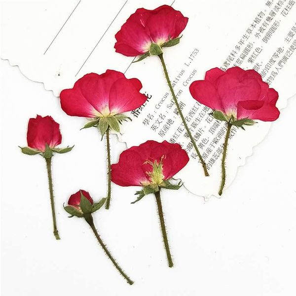 decorative flowers & wreaths chinese rose on stems dried pressed eternal plant for cell phone case decoration 100pcs
decorative flowers & wreaths chinese rose on stems dried pressed eternal plant for cell phone case decoration 100pcs