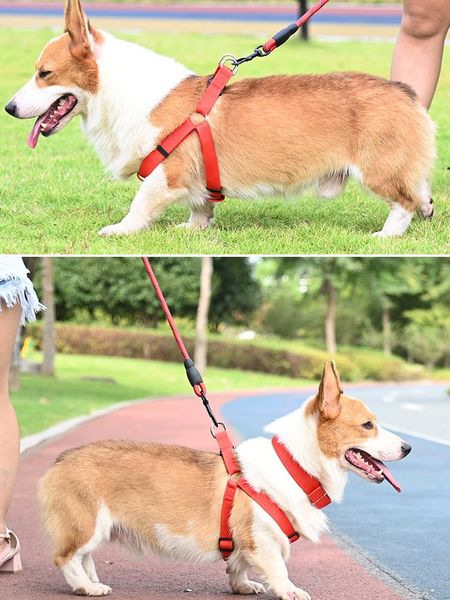 pet dog chain vest-style traction rope small and medium-sized large labrador german shepherd golden hair walking collars & leashes
pet dog chain vest-style traction rope small and medium-sized large labrador german shepherd golden hair walking collars & leashes