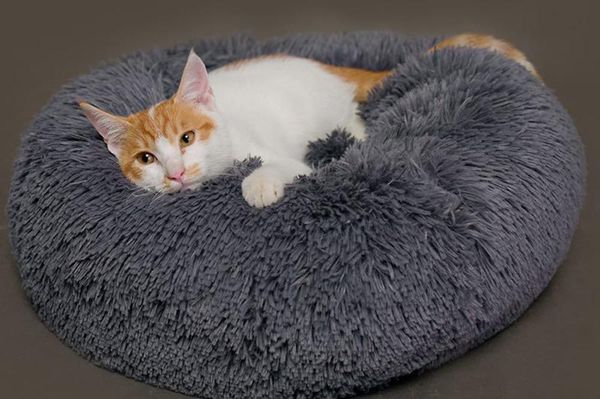 kennels & pens super soft pet bed dog round cat winter warm sleeping bag plush pad portable products 46 / 50 60cm
kennels & pens super soft pet bed dog round cat winter warm sleeping bag plush pad portable products 46 / 50 60cm
