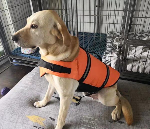 pet jackets dog supplies swimming suits large small dogs summer clothes cat costumes
pet jackets dog supplies swimming suits large small dogs summer clothes cat costumes