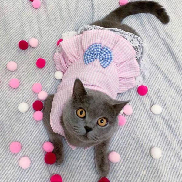cat costumes windproof dresses summer costume cats clothes pet animal ubranka dla psa mascotas clothing for pets qoo50qz
cat costumes windproof dresses summer costume cats clothes pet animal ubranka dla psa mascotas clothing for pets qoo50qz