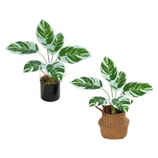 decorative flowers & wreaths artificial potted plants greenery plant grass in concrete pots ornaments for wedding home housewarming
decorative flowers & wreaths artificial potted plants greenery plant grass in concrete pots ornaments for wedding home housewarming