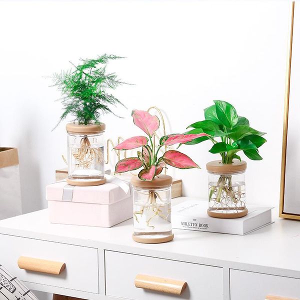 vases transparent hydroponic flower pot imitation glass soilless planting small potted green plant resin
vases transparent hydroponic flower pot imitation glass soilless planting small potted green plant resin