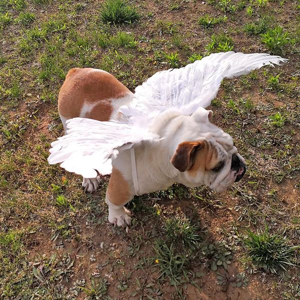 dog apparel dogs wings clothes feathers harness and leash set angel wing pet cat vest for small puppy chihuahua yorkies
dog apparel dogs wings clothes feathers harness and leash set angel wing pet cat vest for small puppy chihuahua yorkies