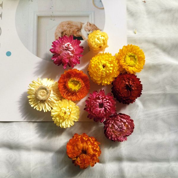 50pcs natural colorful chrysanthemum dried flowers wedding party decorative aromatherapy accessories flores secas boho decor
50pcs natural colorful chrysanthemum dried flowers wedding party decorative aromatherapy accessories flores secas boho decor