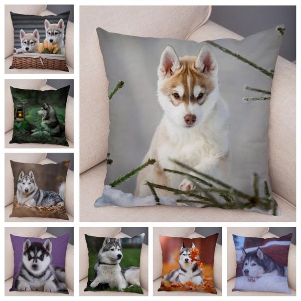 cushion/decorative pillow cute pet dog printed case decor siberian husky cushion cover for sofa home super soft plush animal covers pillowca
cushion/decorative pillow cute pet dog printed case decor siberian husky cushion cover for sofa home super soft plush animal covers pillowca