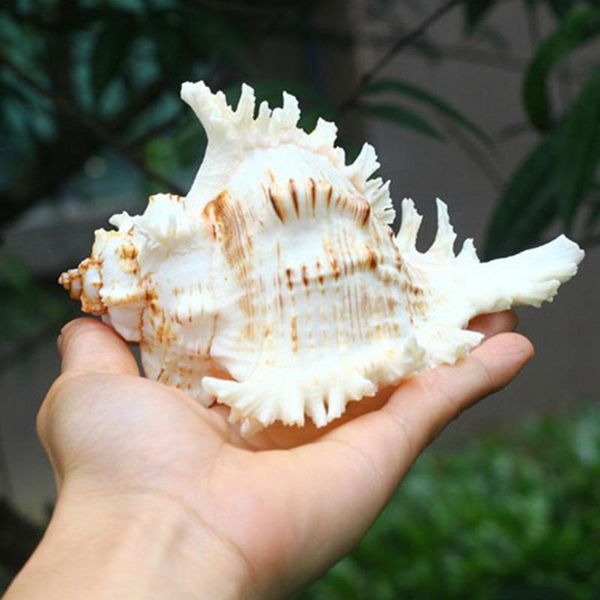 decorations 1 pc natural kylin snail style large conch shells crafts creative gifts statue landscape decoration outdoor
decorations 1 pc natural kylin snail style large conch shells crafts creative gifts statue landscape decoration outdoor