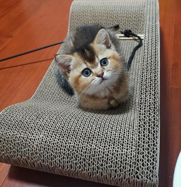 cat beds & furniture scratch board large corrugated nest sofa claw grinder wear-resistant toy
cat beds & furniture scratch board large corrugated nest sofa claw grinder wear-resistant toy