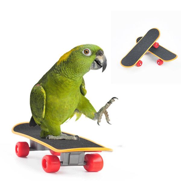 other bird supplies toys parrot intelligence interactive mini training skateboard for budgies parakeet funny toy grinding claw
other bird supplies toys parrot intelligence interactive mini training skateboard for budgies parakeet funny toy grinding claw