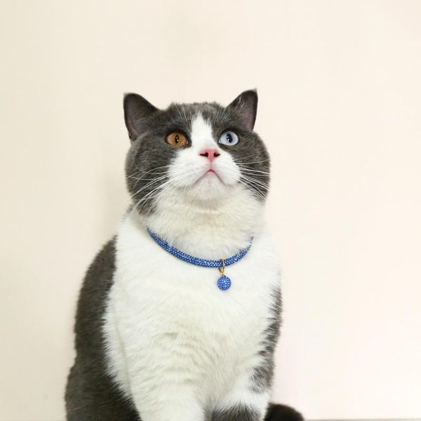 cat collars & leads shiny collar pet diamond bilng decorations puppy jewelry pendant fashion necklace dog accessories kitten rhinestone
cat collars & leads shiny collar pet diamond bilng decorations puppy jewelry pendant fashion necklace dog accessories kitten rhinestone