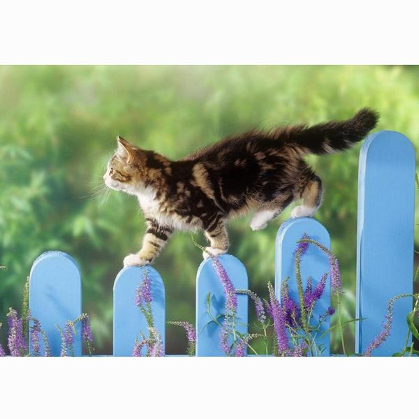 diamond painting 5d full square cat landscape cross stitch diy embroidery rhinestones mosaic animals home decor
diamond painting 5d full square cat landscape cross stitch diy embroidery rhinestones mosaic animals home decor