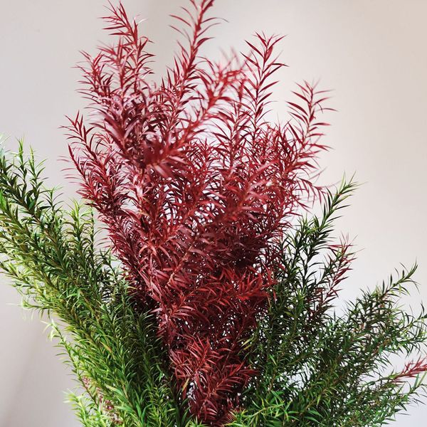 melaleuca gold forever fresh dry plantsdiy craft shoot props for wedding party home christmas backdrop decoration dekoration
melaleuca gold forever fresh dry plantsdiy craft shoot props for wedding party home christmas backdrop decoration dekoration