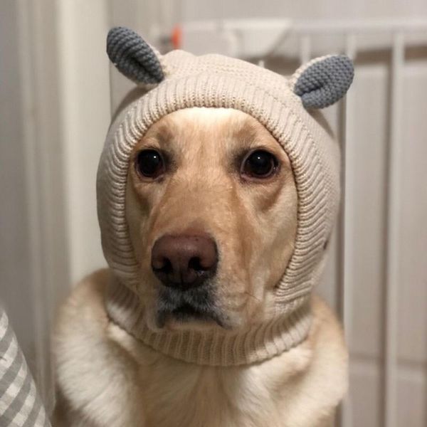 cute pet costumes winter supply hats dog dress ennly neck ear warmer snood knitted big headgear headwear caps apparel
cute pet costumes winter supply hats dog dress ennly neck ear warmer snood knitted big headgear headwear caps apparel