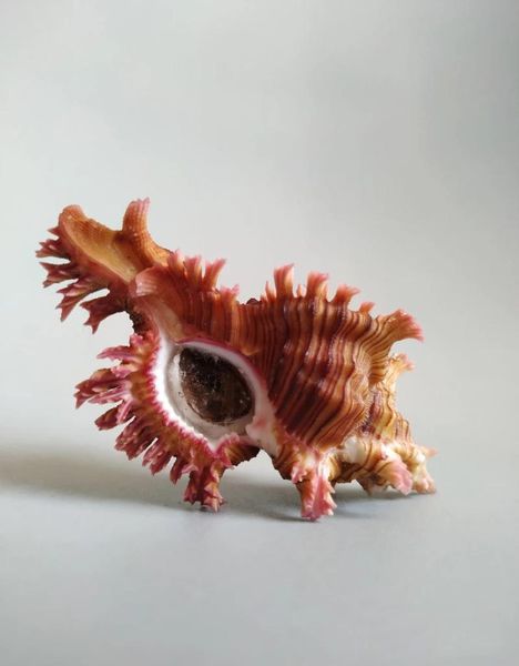 novelty items natural selection of the collection snails 
novelty items natural selection of the collection snails