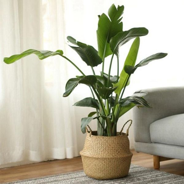 planters & pots seagrass storage basket wicker work rattan hanging planting laundry picnic flower household
planters & pots seagrass storage basket wicker work rattan hanging planting laundry picnic flower household