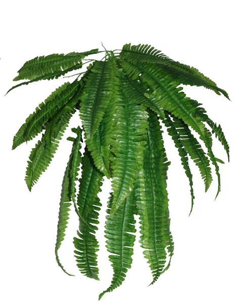 decorative flowers & wreaths 31" large artificial imitation boston fern bush plant green for room garden and wedding pteridophyllum
decorative flowers & wreaths 31" large artificial imitation boston fern bush plant green for room garden and wedding pteridophyllum