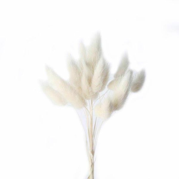 decorative flowers & wreaths 30pcs/set natural dried tail grass bunch real flower ovatus for wedding colorful decoration lagurus pr l
decorative flowers & wreaths 30pcs/set natural dried tail grass bunch real flower ovatus for wedding colorful decoration lagurus pr l