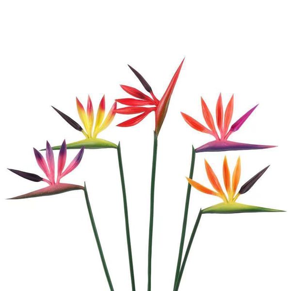 decorative flowers & wreaths simulation pe small heaven bird plastic fake flower artificial plant home office wedding pography props desktop
decorative flowers & wreaths simulation pe small heaven bird plastic fake flower artificial plant home office wedding pography props desktop