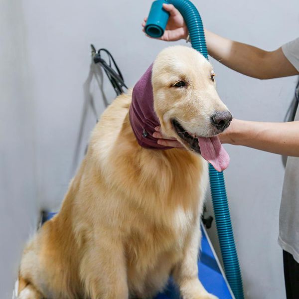 shower caps keep warm anxiety relief pet dog ear sleeve purple elastic anti-noise head strap built-in grooming earmuffs
shower caps keep warm anxiety relief pet dog ear sleeve purple elastic anti-noise head strap built-in grooming earmuffs