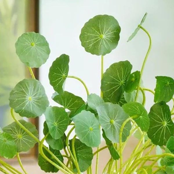 decorative flowers & wreaths 1pcs with stems summer lotus leaf artificial plants fake plant wedding flower wall background home pond fountai
decorative flowers & wreaths 1pcs with stems summer lotus leaf artificial plants fake plant wedding flower wall background home pond fountai