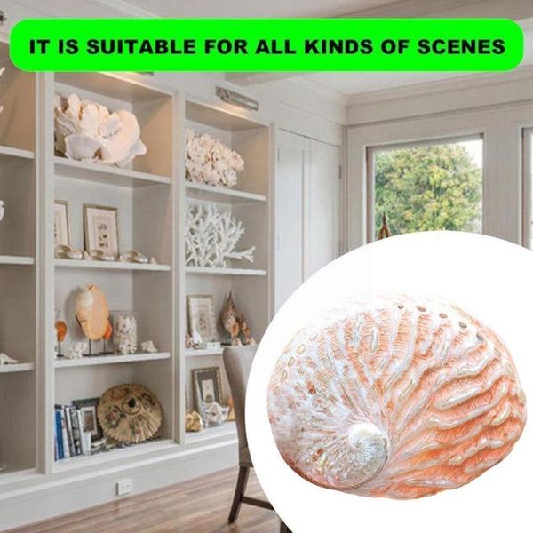 novelty items abalone shell natural conch diy handmade material pography decoration room painting props q3r6
novelty items abalone shell natural conch diy handmade material pography decoration room painting props q3r6