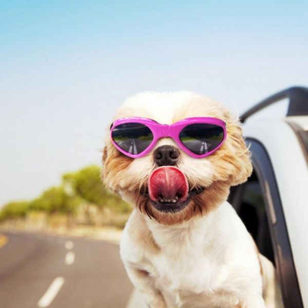 dog apparel ski goggles foldable glasses pet anti-sneak accessories cat beach motorcycle
dog apparel ski goggles foldable glasses pet anti-sneak accessories cat beach motorcycle