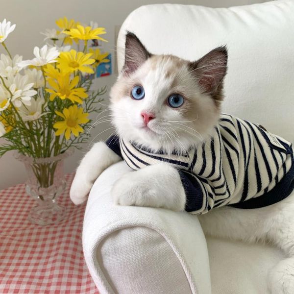 cat costumes year autumn winter sweater dog warm clothes pet for kitten clothing lovely cute costume n72
cat costumes year autumn winter sweater dog warm clothes pet for kitten clothing lovely cute costume n72