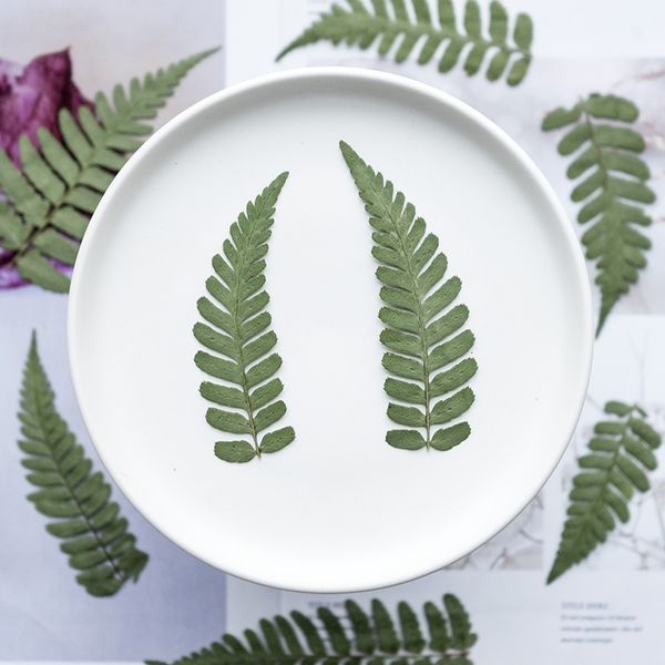double cover jue flower real leaf specimen drop glue mobile phone case aromatherapy candle children's teaching bookmark diy manual fest
double cover jue flower real leaf specimen drop glue mobile phone case aromatherapy candle children's teaching bookmark diy manual fest