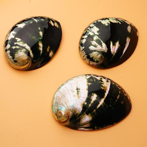 novelty items 1pc black abalone shell natural conch fish tank landscaping diy decoration
novelty items 1pc black abalone shell natural conch fish tank landscaping diy decoration