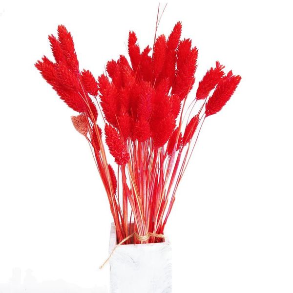 decorative flowers & wreaths 30pcs dried gem grass phalaris flower bouquets weeding home decoration eternal pography props red
decorative flowers & wreaths 30pcs dried gem grass phalaris flower bouquets weeding home decoration eternal pography props red
