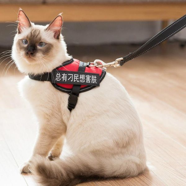 cat collars & leads black breakaway collar custom adjustable anti flea luxury safety elastic gatos accesorios pet accessories oo50qy
cat collars & leads black breakaway collar custom adjustable anti flea luxury safety elastic gatos accesorios pet accessories oo50qy