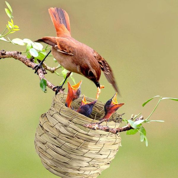 bird cages hand woven birdhouse outside hut natural hummingbird nest for indoor outdoor yard garden decor
bird cages hand woven birdhouse outside hut natural hummingbird nest for indoor outdoor yard garden decor