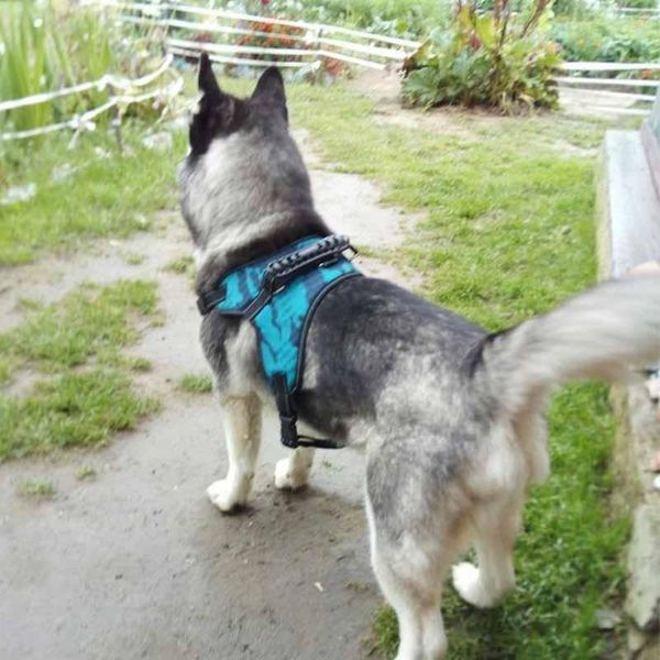 dog collars & leashes collar harness large pet vest with reflective strong nylon strap breathable adjustable small accessories
dog collars & leashes collar harness large pet vest with reflective strong nylon strap breathable adjustable small accessories