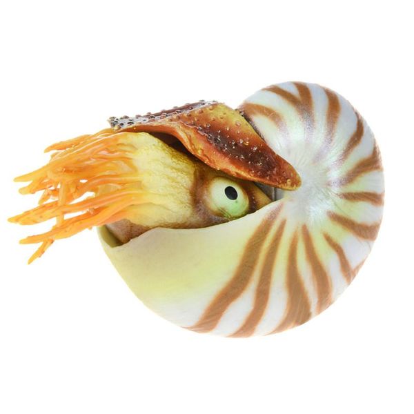 aquarium decoration conch rubber floating natural shell aquariums landscaping fish tank decorative ornaments decorations
aquarium decoration conch rubber floating natural shell aquariums landscaping fish tank decorative ornaments decorations