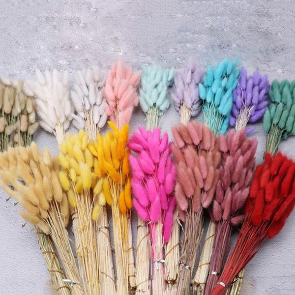 decorative flowers & wreaths natural dried lagurus ovatus color tail grass bunch for home
decorative flowers & wreaths natural dried lagurus ovatus color tail grass bunch for home
