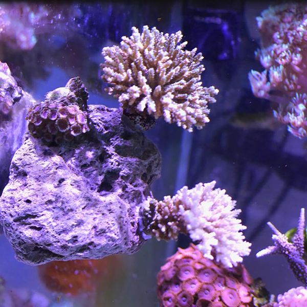 decorations magnetic suspension stone landscaping volcanic button frame broken branch limb
decorations magnetic suspension stone landscaping volcanic button frame broken branch limb