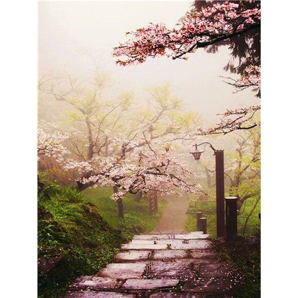 paintings gatyztory diy painting by numbers cherry blossom trail canvas drawing landscape handpainted gift frame wall decor
paintings gatyztory diy painting by numbers cherry blossom trail canvas drawing landscape handpainted gift frame wall decor