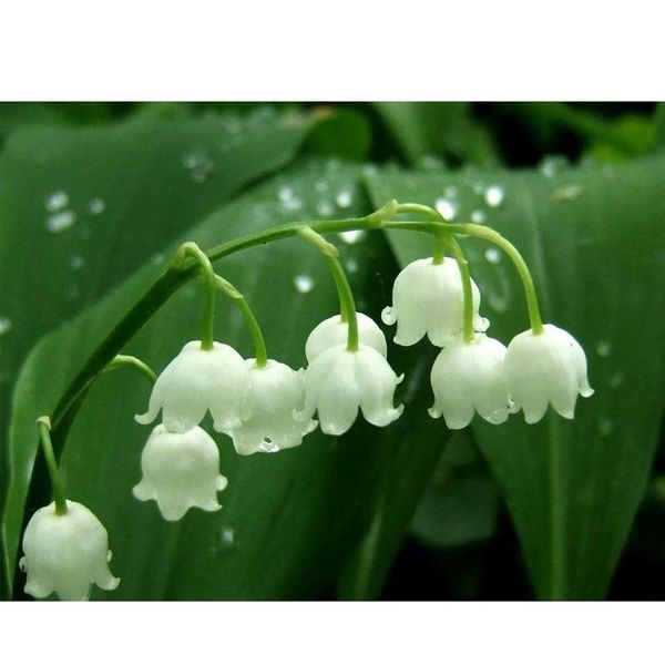 diamond painting 5d diy lily of the valley mosaic cross stitch kits full square round drill rhinestone wedding decorationzp-4101
diamond painting 5d diy lily of the valley mosaic cross stitch kits full square round drill rhinestone wedding decorationzp-4101