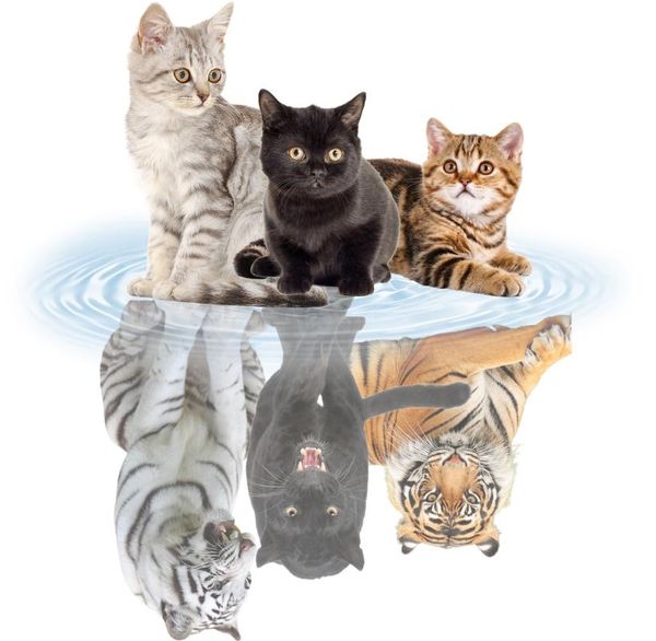 window stickers funny animal cat cow bear donkey body/car reflective waterproof premium pvc film home decoration-4
window stickers funny animal cat cow bear donkey body/car reflective waterproof premium pvc film home decoration-4