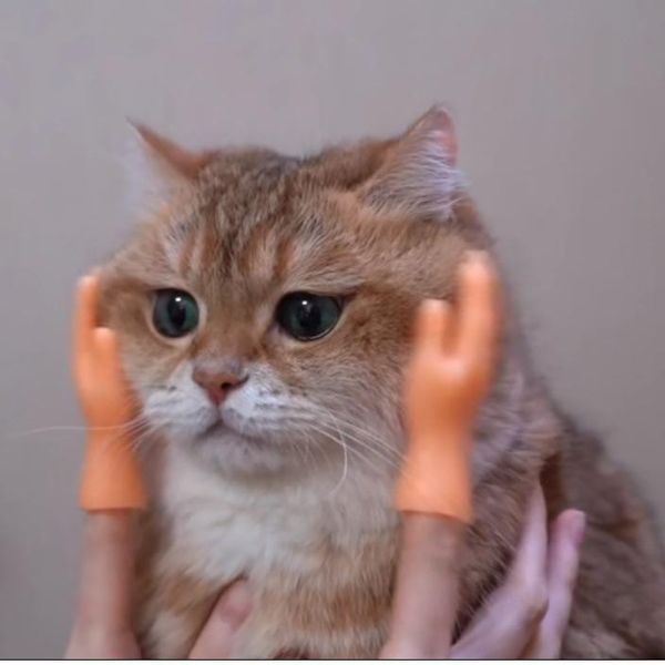 pet finger covers cat artifact comfort gloves mini and dog supplies massage comb hair toys
pet finger covers cat artifact comfort gloves mini and dog supplies massage comb hair toys