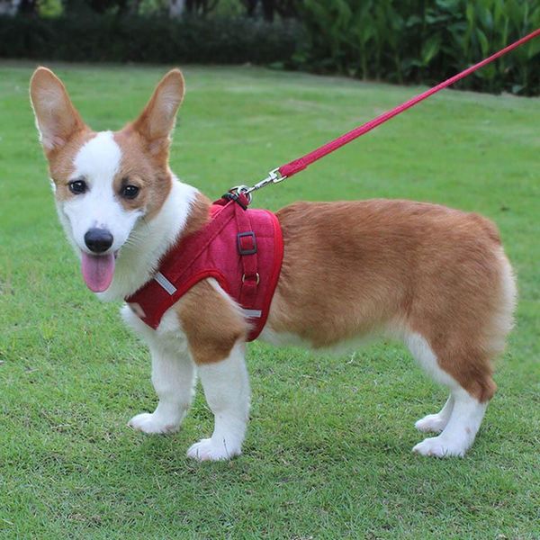 dog collars & leashes feel comfortable to wear, simple mesh breathable pet vest style with reflective traction chest back
dog collars & leashes feel comfortable to wear, simple mesh breathable pet vest style with reflective traction chest back
