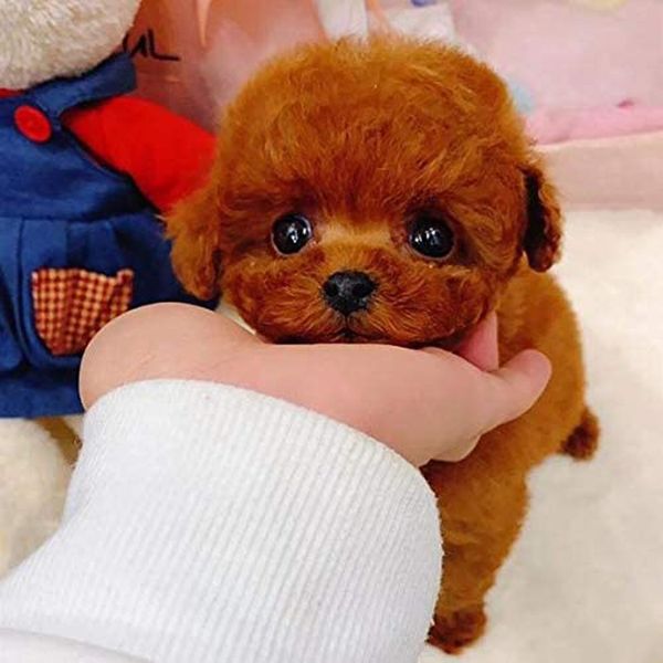 1pcs electric toy soft realistic teddy dog plush walking glowing barking dog funny simulation moving plush stuffed doll toys#g4
1pcs electric toy soft realistic teddy dog plush walking glowing barking dog funny simulation moving plush stuffed doll toys#g4